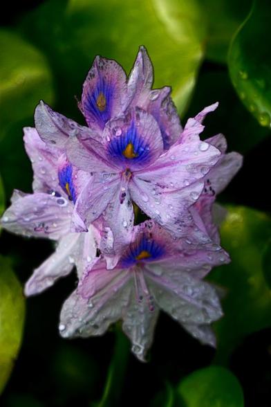 Medium close-up of a cluster of water irises covered in water droplets. The colours are predominantly pale mauve, with bright blue patches.