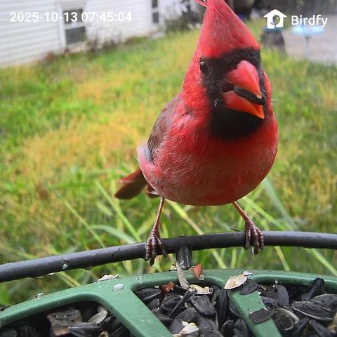 A red male cardinal perched in a bird feeder equipped with a camera.