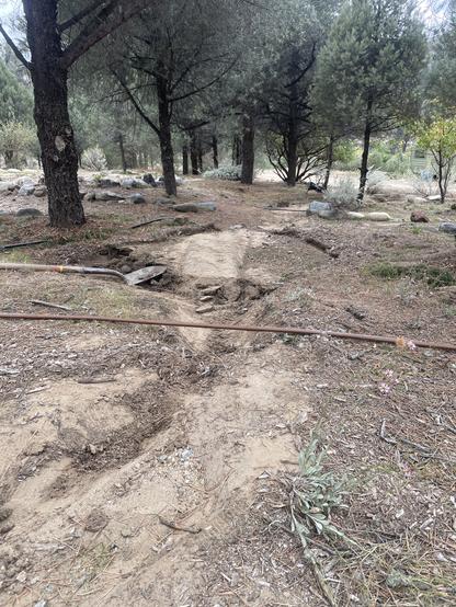 First infiltration pond in a grove of pine trees that has filled up with silt and is partially dug out.  This overflows across a walkway into a second infiltration pond which then flows into a final much deeper pond heavily bermed to keep it off the road visible in the distance