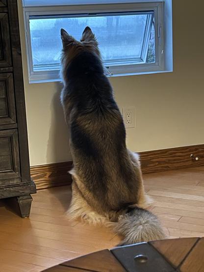 A photo of a dog sitting and looking intently out of a window.