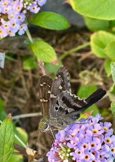 A long tail skipper standing on a bundle of small, light purple flowers.
