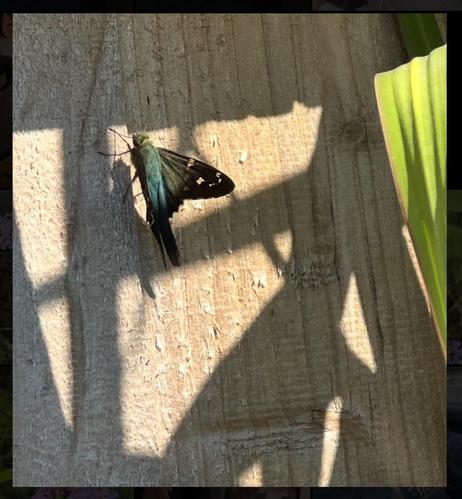 A long tail skipper butterfly resting on a wood fence picket. There are bits of sunlight highlighting it