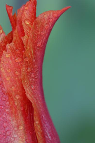 Close-up of tulip petals. The tulip is closed, and the photo captures just the right half, with some of the petals fluting out slightly. The petals are a variegated red and orange, and are covered with droplets from recent rain. The background is a soft green bokeh.
