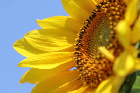 Close-up photo of an open sunflower, shot from just slightly below the flower head. The sunflower is positioned on the right side of the image, opening out towards the left. The background is clear blue sky.