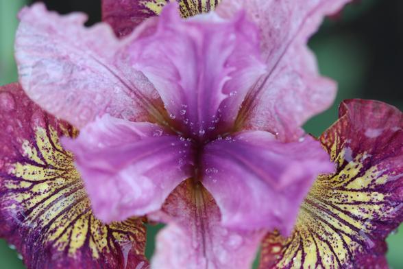 Top-down macro photo of an iris. This vibrant iris has a variegated magenta centre with 3 petals, a middle layer pinkish white petals, and the bottom layer has petals with yellow centres, and burgundy edges and veins. A few small water droplets are captured in the middle of the flower, from recent rain.