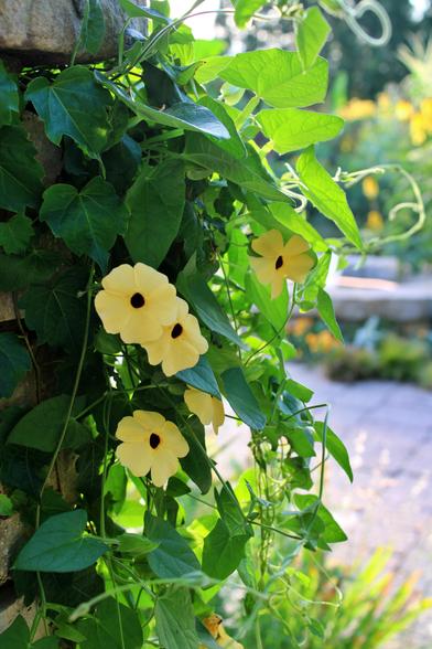 Yellow blooms with dark centers growing on their vine up a stone pillar next to a paver patio and fountain (blurred in the background).