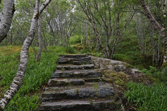 A photo of stone stairs in a forest.