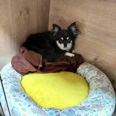 〝全てを諦めていた保護犬〟3年で見せた驚きの変化　布団の真ん中で眠る姿に「なんて図々しい女になったもんだ！笑」感動の反響続々：「おっ！」でつながる地元密着のスポーツ応援メディア 西スポWEB OTTO!