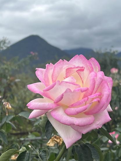 Pink rose in front of mountains
