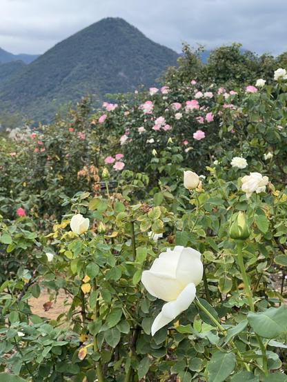 White rose in front of mountains
