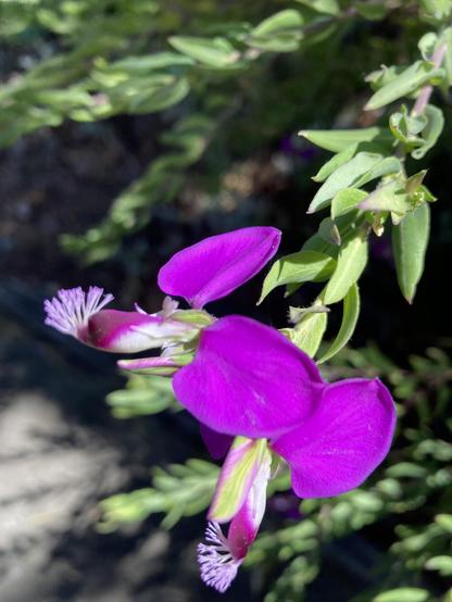 Purple flowers on stem, , violet coloured fluff on ends