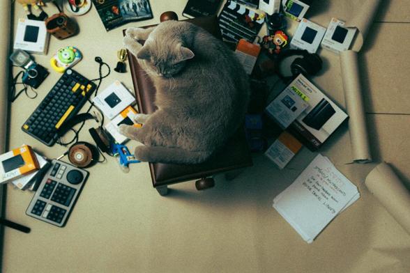 cozy cat amidst creative workspace chaos