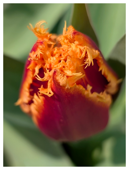 close-up of a red tulip with yellow, fringed petals. leaves in the background.