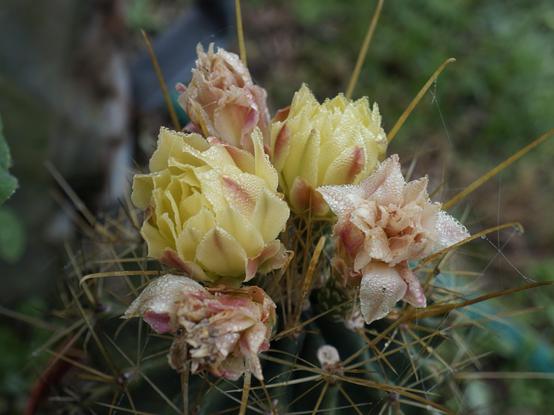 A cactus blossoming in gentile yellow and pink.