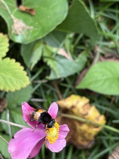 シュウメイギクに止まったオオハナアブの写真。ピンク色の花弁に黒と黄色の縞模様をした丸っこいハナアブが止まっている。