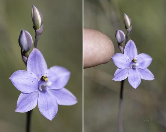 Really nice compact pale blue form of  Thelymitra ixioides (spotted sun orchid)  in heathland near Genoa, East Gippsland, VIC.