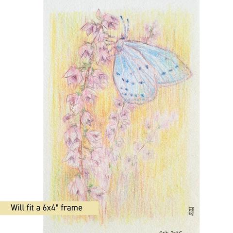 A small drawing of a blue butterfly on a pink flower. The drawing is created in colour pencil and has a very hazy, soft focus effect. The drawing is on white paper.
The Holly Blue is easily identified in early spring, as it emerges well before other blue butterflies. It tends to fly high around bushes and trees.
An original art work, please note that the frame is not included.
Colour pencil on white acid free artist paper
Approximately 4 by 6 inches (10.16 x 15.24 cm) will fit into a standard 4 by 6 inch photo frame.