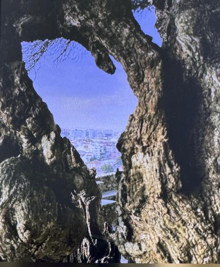 A gnarled tree trunk frames a view of a city skyline against a clear blue sky. The bark has rich textures and tones, contrasting with the urban landscape in the background.

Ein knorriger Baumstamm umrahmt einen Blick auf eine Skyline der Stadt vor einem klaren blauen Himmel. Die Rinde hat reiche Texturen und Töne, die sich von der Stadtlandschaft im Hintergrund abheben.