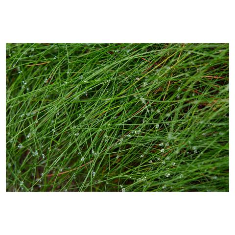 Closeup of wet blades of green grass.