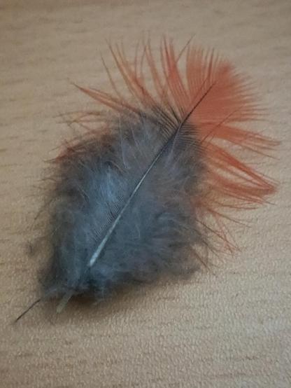 Small grey and orange feather