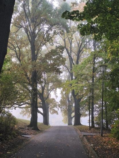 Allee im Nebel.