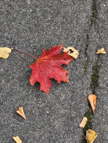 Leuchtend rotes Ahornblatt auf grauem Asphalt.