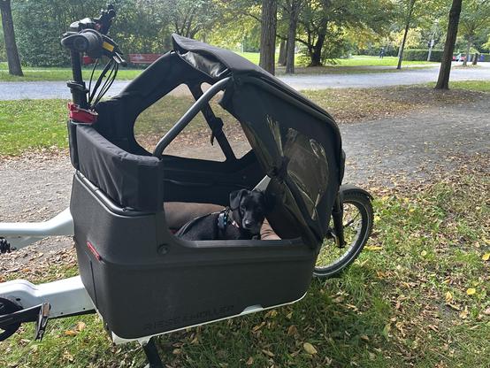 Hund sitzend in einem Lastenradkorb in einem Park