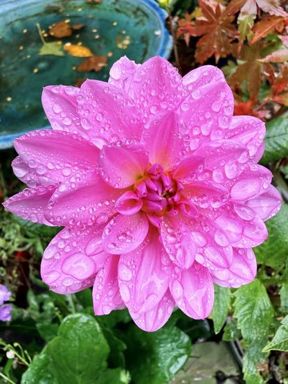 Photo of a lovely Dahlia. Especially nice on a cold and rainy day here in Yorkshire