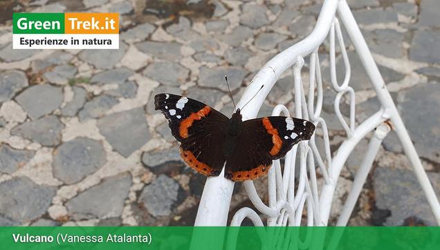 𝗩𝗔𝗡𝗘𝗦𝗦𝗔 𝗔𝗧𝗔𝗟𝗔𝗡𝗧𝗔
Una grande farfalla dal vivace motivo color marrone scuro, bianco e arancione, con due piccole macchie indaco.