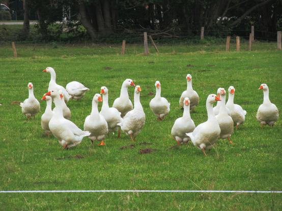 Etliche Hausgänse laufen auf einer Weide auf die Fotografin zu.