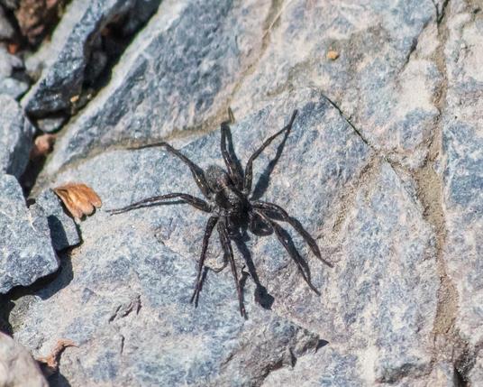 A black spider, leggy, with long, hairy legs. She's running on a vertical rock face; grey rocks with dirt in the cracks. The sunlight is strong, and casts shadows of all her legs; even the hairs on the third left legs are repeated on the rock.
She's black on black; the cephalothorax is smooth, the abdomen also hairy, or maybe a better word would be fuzzy; the hairs are shorter than the ones on her legs.