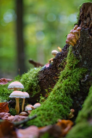 Das Bild zeigt eine Nahaufnahme einer kleinen Waldszene, im Herbst. Im Vordergrund sind mehrere Pilze zu sehen, die aus dem moosbewachsenen Boden oder einem Stück Holzstamm wachsen.
Links unten sind zwei größere Pilze mit hellen Stielen und blassbraunen Kappen.
Ein Baumstumpf oder ein großes Stück Totholz, bedeckt mit leuchtend grünem Moos, dominiert die rechte Seite und die Mitte des Bildes.
Oben rechts am Baumstumpf wächst eine Gruppe kleinerer Pilze mit rosabraunen Kappen.
Herbstliche Blätter in Braun- und Rottönen liegen am Boden verstreut.
Der Hintergrund ist unscharf (Bokeh) und zeigt die grünen und braunen Farbtöne des Waldes.
Die Szene wirkt friedlich, feucht und ist detailreich, wobei der Fokus auf den Pilzen und dem Moos liegt.