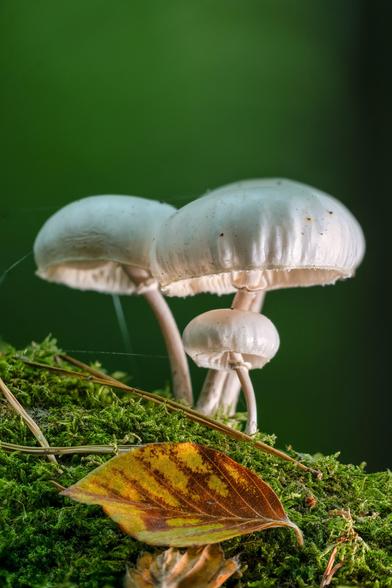 Das Bild ist eine Makroaufnahme, die drei Pilze auf einer moosbewachsenen Unterlage zeigt.
Im Zentrum stehen drei Pilze mit hellen, fast weißen Kappen und Stielen. Zwei sind größer und dominieren die Szene, während der dritte Pilz kleiner und leicht im Hintergrund ist. Die Unterseite der Kappen (Lamellen) ist teilweise sichtbar.
Die Pilze wachsen auf einer dicken Schicht aus leuchtend grünem Moos.
Im Vordergrund liegt ein einzelnes Herbstblatt mit gelb-brauner Färbung auf dem Moos. Einige Kiefernnadeln oder Grashalme sind ebenfalls zu sehen.
Der Hintergrund ist unscharf (Bokeh) und hat eine tiefe, dunkle Grüntönung, die einen starken Kontrast zu den hellen Pilzen bildet und diese hervorhebt.
Die Szene vermittelt eine ruhige und detailreiche Ansicht aus dem Wald, wobei der Fokus auf den Pilzen liegt.