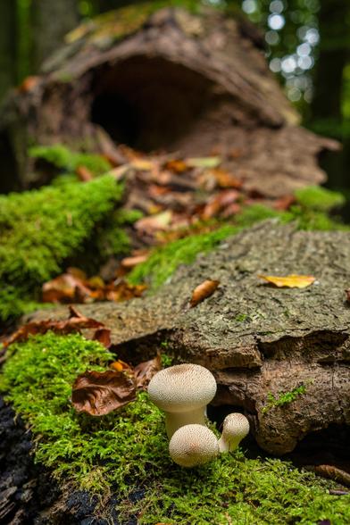 Das Bild zeigt eine bodennahe Aufnahme einer Waldszene, wahrscheinlich auf einem umgestürzten, vermodernden Baumstamm.
Im Vordergrund wachsen zwei Pilze, die wie junge Flaschenstäublinge (Lycoperdon perlatum) aussehen, auf einer Schicht aus hellem, leuchtend grünem Moos. Die Pilze haben eine kugelige bis birnenartige Form und sind von einer weißen, körnigen oder stacheligen Oberfläche bedeckt.
Die Unterlage ist ein dunkler, alter Holzstamm, der teilweise mit Moos bewachsen ist.
Der Baumstamm erstreckt sich in die Tiefe des Bildes und bildet eine Art Tunnel oder Hohlraum im Hintergrund.
Überall auf dem Holz liegen braune Herbstblätter.
Der Hintergrund ist unscharf und zeigt dunkle Waldbereiche und einige helle Punkte (Bokeh) des Himmels oder heller Blätter.
Die Szene fängt die Zersetzung und das Leben auf Totholz im Wald ein.