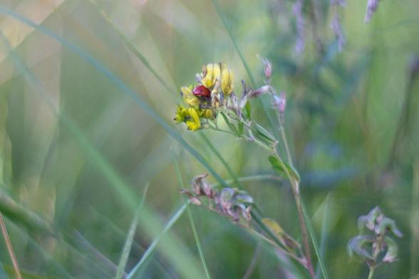 Blick auf eine herbstliche Wiese, die größtenteils unscharf ist. In der Bildmitte eine Pflanze mit gelben Blüten, zwischen denen sich ein Marienkäfer verkrochen hat.