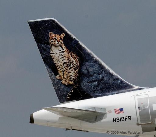Frontier Airbus tail upon landing
showing a young leopard