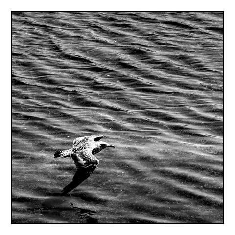Black-and-white photograph of a seagull in flight just above the water's surface. The bird's wings are spread wide, and its reflection is faintly visible on the rippling water below. The texture of the water and the bird's movement create a dynamic and serene scene, emphasizing the grace and freedom of the seagull over the sea. (draft by mistral.ai, revised by author)
