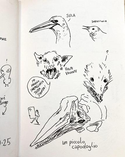 A page from a sketchbook with b&w line drawings. From top to bottom: two birds, one with a large and long beak. The head of a flying fox, with its mouth open saying "they stuffed me all wrong") The head of a rat with round pin-like eyes. The skull of a young sperm whale.