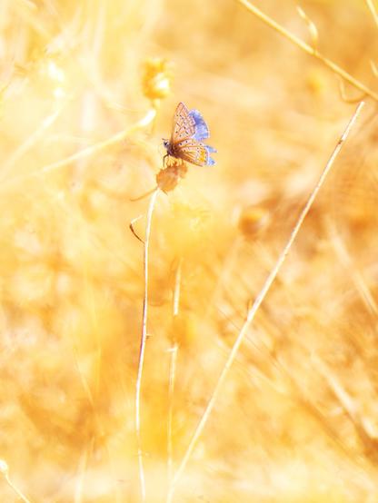 𝗣𝗶𝗰𝘁𝘂𝗿𝗲 𝗗𝗲𝘀𝗰𝗿𝗶𝗽𝘁𝗶𝗼𝗻 (𝗘𝗻𝗴): An Icarus butterfly or common blue butterfly perched on a dried flower of Mantisalca in a setting of withered plants, whith golden and yellow tones, which contrast with the colors of the lepidopteran's wings.

𝗗𝗲𝘀𝗰𝗿𝗶𝗽𝗰𝗶𝗼́𝗻 (𝗘𝘀𝗽): Una mariposa Ícaro o azul común posada en una flor seca de cabezuela en un entorno plantas agostadas, de tonos dorados y amarillos, que contrastan con los colores de las alas del lepidóptero.