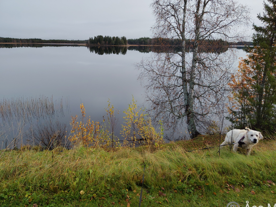 Goldenvalpen Ozzy versioner sig för att ändå komma tillbaka till matte och inte hoppa rakt ut för slänten och dra med sig henne...