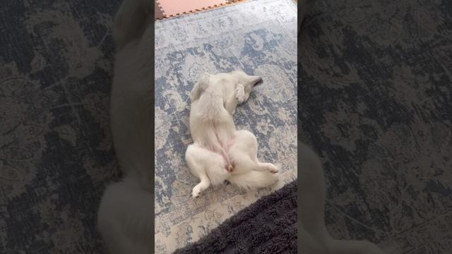 ハスキーの開き #シベリアンハスキー #ハスキー #ハスキー犬