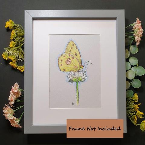 A drawing of a Clouded Yellow butterfly on a small white flower. The Clouded Yellow is one of the truly migratory European butterflies and a regular visitor to Britain and Ireland.
An original art work, please note that the frame is not included.
Colour pencil and mixed media on acid free toned artist paper
5 by 7 inches (12.7 by 17.8 cm). This is a standard photo size in the UK and USA and should be easy to DIY frame.
Sold unframed