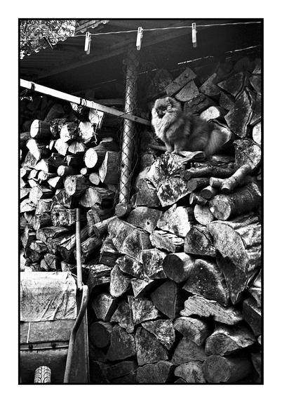 A high-contrast black and white photo of a small, fluffy dog (Pomeranian) perched atop a large, textured stack of cut logs in a woodshed. The dog is positioned centrally and looks forward.