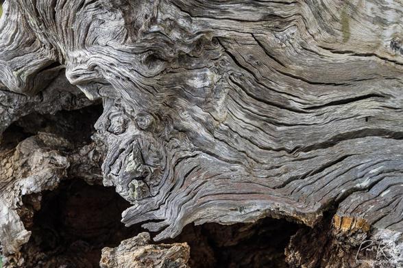 Photographie en couleur présentant une partie d'une souche tombée au sol, toute ridée avec de nombreuses, très nombreuses circonvolutions très esthétiques, en fait.
La décrire plus précisément serait un vrai défi !