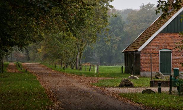 Bos bij Agelo Twente