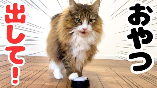 天才すぎる！猫がおやつ欲しさにボタンを連打する姿が可愛すぎた