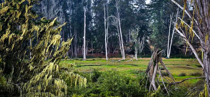 A wide outdoor shot depicts a field surrounded by trees. In the foreground on the left is a dense bush covered in long, yellow-green lichen, partially obscuring the view. The field is covered in short, green vegetation and is dotted with sparse, dead trees standing upright, their branches bare. A partially visible tree trunk with interwoven branches is on the right side of the frame. The background features a collection of taller trees and a slightly blurred landscape.