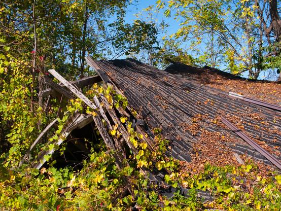 The roof of a collapsed farm building
