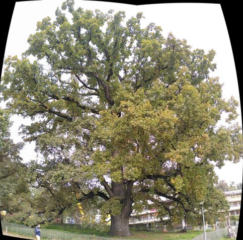 A huge oak in an open setting, with large low branches all around despite some limb removals. Two photos stitched together by Microsoft ICE software.