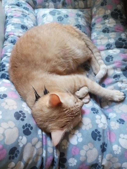 Un gato naranja está tirado sobre una superficie acolchada con un estampado de huellas de patas. El gato está enrollado, con la cabeza apoyada sobre sus patas delanteras. El gato tiene pelaje de color naranja claro con algunas manchas más oscuras. El acolchado es azul y tiene un patrón de huellas de patas blancas y rosas. La imagen está tomada desde arriba.